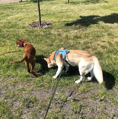 OPUS MAGNUM - Zuzanna Ogrodowczyk Behawiorysta Psów